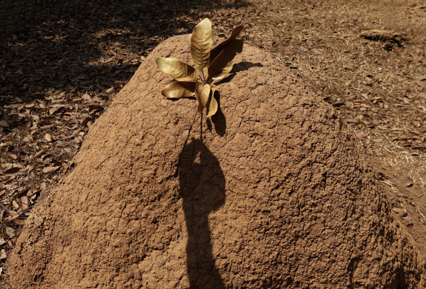 Fotografia de Juju Peres. Na imagem, uma folha seca sobre um monte de areia. Toda a foto em tons de marrom. Imagem capturada no parque olhos d'água em Brasília.